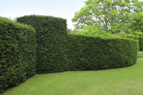 Taxus baccata изгородь
