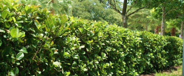 Viburnum suspensum