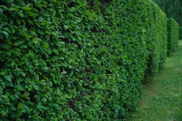 Hedge picture