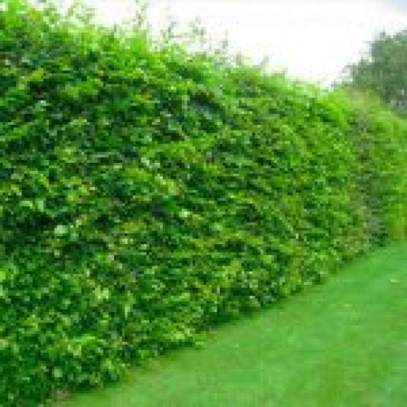Граб обыкновенный carpinus betulus
