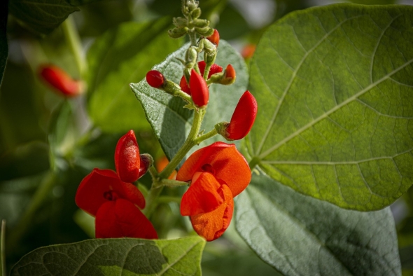 Phaseolus coccineus