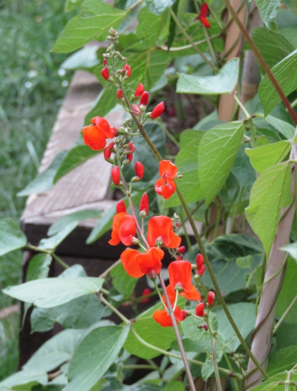 Phaseolus coccineus