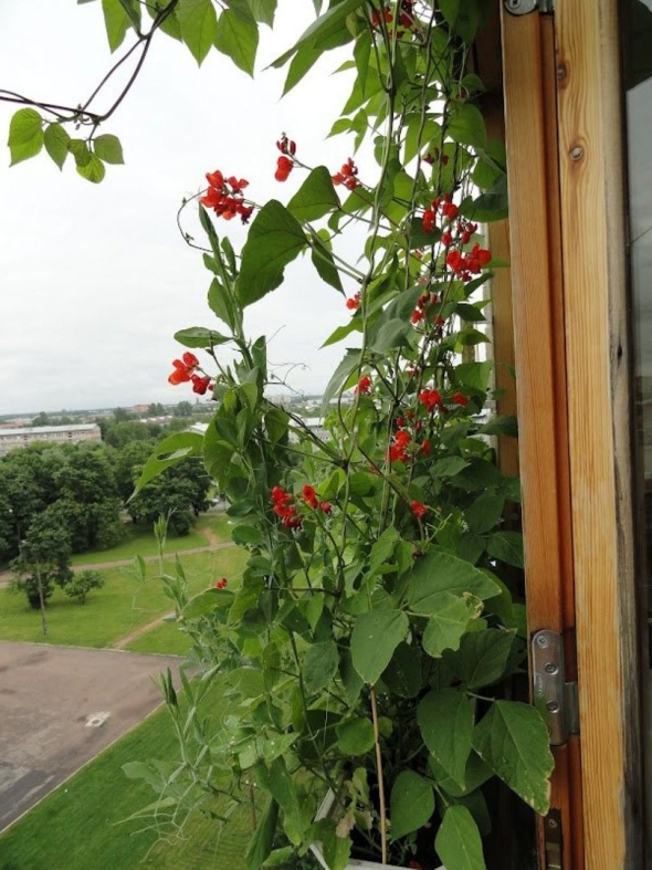 Фасоль красная лиана