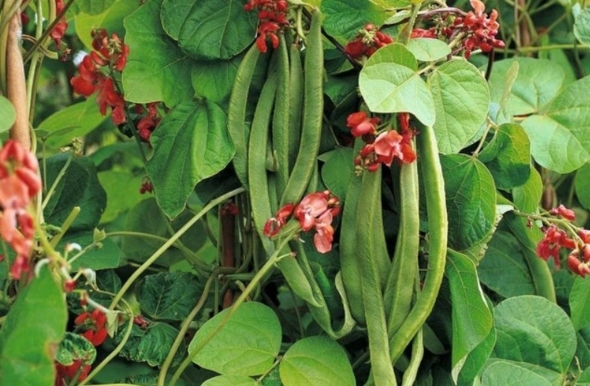 Фасоль обыкновенная (phaseolus vulgaris