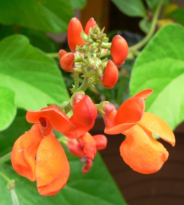 Phaseolus coccineus