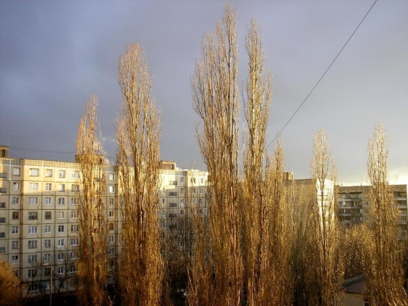 Пирамидальный тополь пух